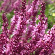 Image result for Salvia pratensis `Rose Rhapsody