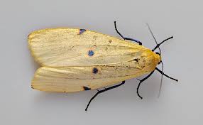 Attēlu rezultāti vaicājumam “Lithosia quadra male”