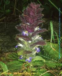 Attēlu rezultāti vaicājumam “Ajuga pyramidalis leaf”