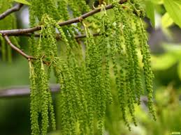 Attēlu rezultāti vaicājumam “Carya cordiformis”