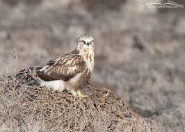 Attēlu rezultāti vaicājumam “Buteo lagopus”