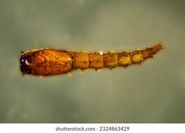 Attēlu rezultāti vaicājumam “Chironomidae larvae”