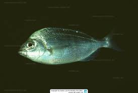 Image result for Spondyliosoma cantharus