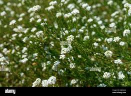 Attēlu rezultāti vaicājumam “Berteroa incana”