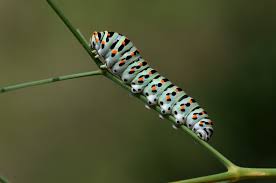 Attēlu rezultāti vaicājumam “Papilio machaon larva”