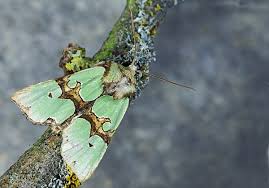 Attēlu rezultāti vaicājumam “Staurophora celsia”