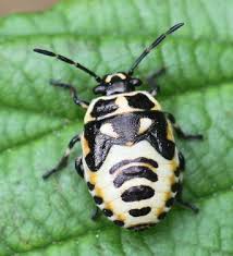 Attēlu rezultāti vaicājumam “Eurydema oleracea”