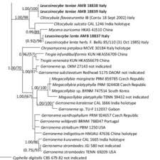 Attēlu rezultāti vaicājumam “Porotheleum fimbriatum”
