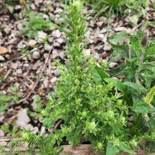 Attēlu rezultāti vaicājumam “Amaranthaceae”