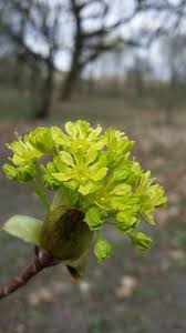 Attēlu rezultāti vaicājumam “Salix triandra male flower”