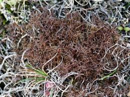 Attēlu rezultāti vaicājumam “Cetraria aculeata”