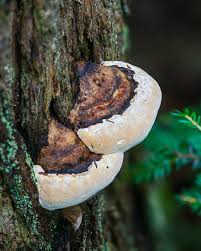 Attēlu rezultāti vaicājumam “Fomitopsis pinicola”