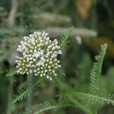 Attēlu rezultāti vaicājumam “Achillea millefolium bud”