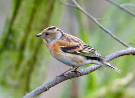 Attēlu rezultāti vaicājumam “Fringilla montifringilla”