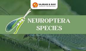 Attēlu rezultāti vaicājumam “Neuroptera”