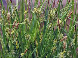 Attēlu rezultāti vaicājumam “Carex viridula”