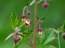 Image result for Geum rivale