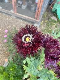 Image result for Papaver somniferum Black