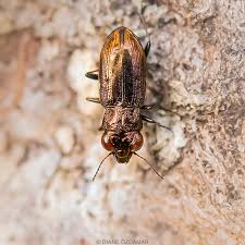 Attēlu rezultāti vaicājumam “Notiophilus palustris”