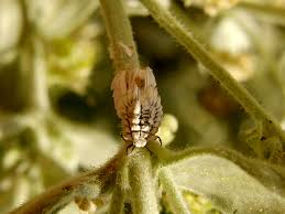 Attēlu rezultāti vaicājumam “Orthezia urticae”