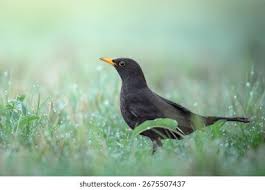 Attēlu rezultāti vaicājumam “Turdus merula male”