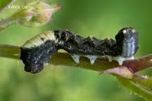 Attēlu rezultāti vaicājumam “Thyatira batis larva”