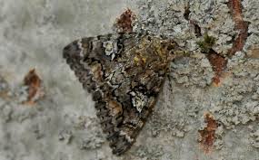 Attēlu rezultāti vaicājumam “Catocala sponsa”