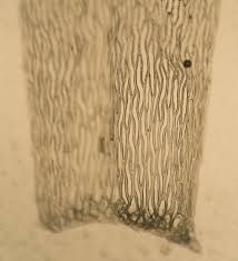 Attēlu rezultāti vaicājumam “Sphagnum molle”