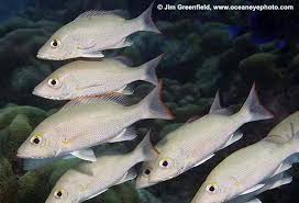 Image result for Lutjanus mahogoni