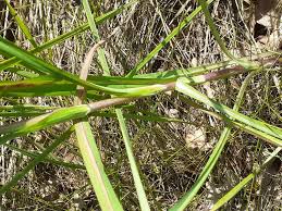 Attēlu rezultāti vaicājumam “Tragopogon heterospermus flower”