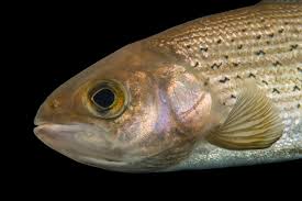 Image result for Thymallus thymallus