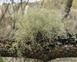 Attēlu rezultāti vaicājumam “Usnea subfloridana”
