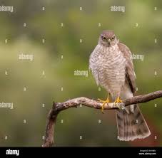 Attēlu rezultāti vaicājumam “Accipiter nisus”