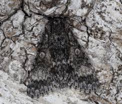 Attēlu rezultāti vaicājumam “Acronicta megacephala larva”