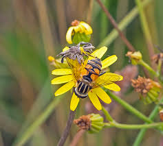 Attēlu rezultāti vaicājumam “Helophilus pendulus”