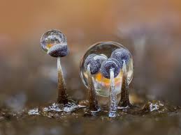 Attēlu rezultāti vaicājumam “Physarum album”