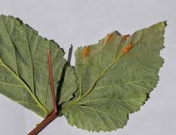 Attēlu rezultāti vaicājumam “Triphragmium ulmariae”