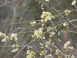 Attēlu rezultāti vaicājumam “Salix caprea fruit”