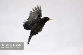 Attēlu rezultāti vaicājumam “Turdus merula”