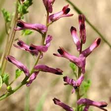 Image result for Fumaria officinalis