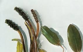 Attēlu rezultāti vaicājumam “Potamogeton gramineus”