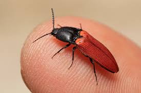 Attēlu rezultāti vaicājumam “Ampedus sanguineus”