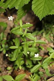 Attēlu rezultāti vaicājumam “Moehringia lateriflora flower”