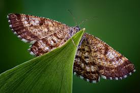 Attēlu rezultāti vaicājumam “Ematurga atomaria male”