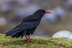 Image result for Pyrrhocorax pyrrhocorax