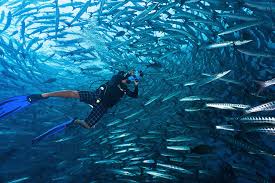 Image result for Tornado Divers