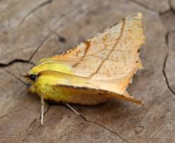 Attēlu rezultāti vaicājumam “Ennomos alniaria”