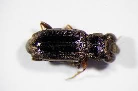 Attēlu rezultāti vaicājumam “Notiophilus germinyi”