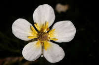 Attēlu rezultāti vaicājumam “Batrachium circinatum leaf”