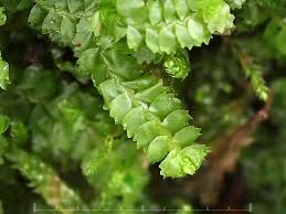 Attēlu rezultāti vaicājumam “Barbilophozia lycopodioides macro”